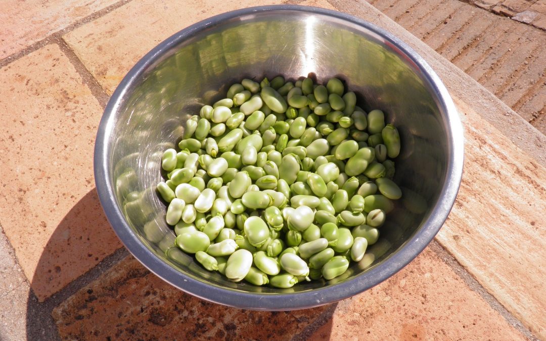 Fava beans: The legume with multiple names and functions